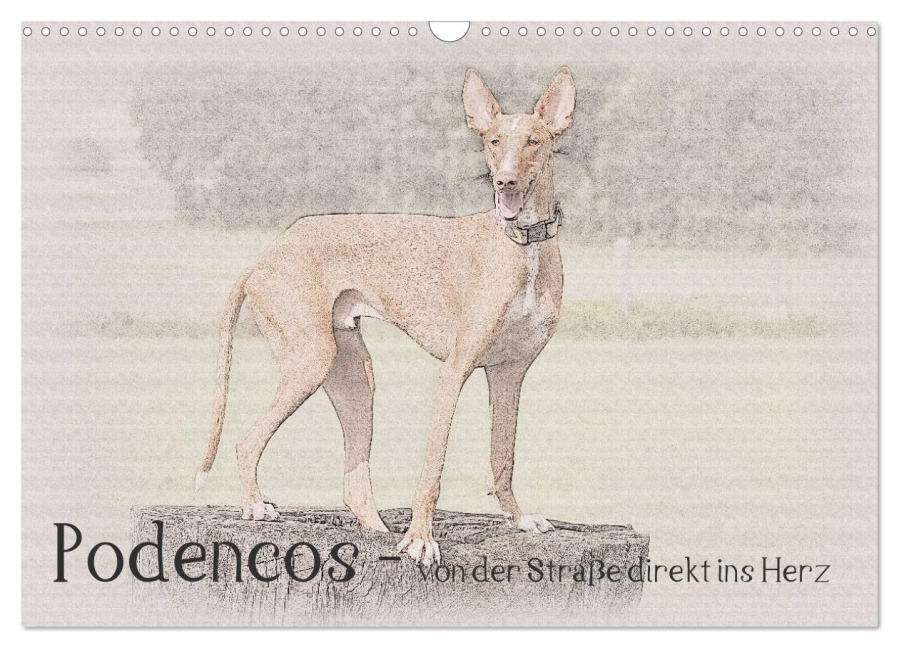 Podencos - von der Straße direkt ins Herz (Wandkalender 2027 DIN A3 quer), CALVENDO Monatskalender - Andrea Redecker