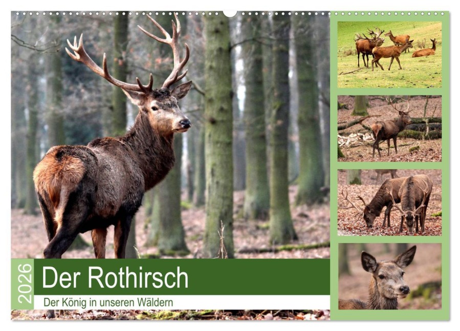 Der Rothirsch - Der König in unseren Wäldern (Wandkalender 2026 DIN A2 quer), CALVENDO Monatskalender - Arno Klatt
