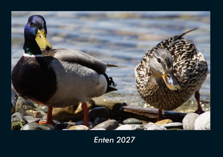 Enten 2027 Fotokalender DIN A4 - Tobias Schmitt, Kevin Heber
