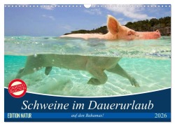 Cover-Bild zum Titel 'Schweine im Dauerurlaub auf den Bahamas! (Wandkalender 2026 DIN A3 quer), CALVENDO Monatskalender' von 'Elisabeth Stanzer'