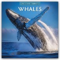 Whales - Wale 2025 - 16-Monatskalender - Robin Red