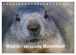 Cover-Bild zum Titel 'Wildlife - Verspielte Murmeltiere (Tischkalender 2027 DIN A5 quer), CALVENDO Monatskalender' von 'Susan Michel CH'