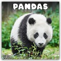 Pandas - Pandabären 2025 - 16-Monatskalender - Avonside Publishing Ltd