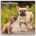 French Bulldog - Französische Bulldoggen 2025 - 16-Monatskalender - Avonside Publishing Ltd