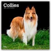 Cover-Bild zum Titel 'Collies - Langhaarcollie 2026 - 16-Monatskalender' von 'Browntrout Publishers'