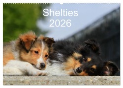 Cover-Bild zum Titel 'Shelties 2026 (Wandkalender 2026 DIN A2 quer), CALVENDO Monatskalender' von 'Marion Reiß - Seibert'