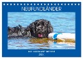 Neufundländer - Das Wasser ist ihr Element (Tischkalender 2024 DIN A5 quer), CALVENDO Monatskalender - Sigrid Starick
