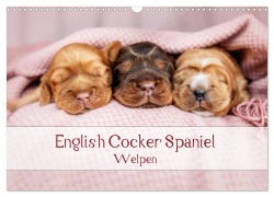 Cover-Bild zum Titel 'English Cocker Spaniel Welpen (Wandkalender 2026 DIN A3 quer), CALVENDO Monatskalender' von 'Sabrina Wobith Photography - FotosVonMaja'