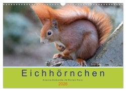 Eichhörnchen - Kleine Kobolde im Roten Pelz (Wandkalender 2026 DIN A3 quer), CALVENDO Monatskalender - Margret Brackhan