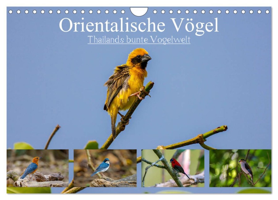 Orientalische Vögel - Thailands bunte Vogelwelt (Wandkalender 2025 DIN A4 quer), CALVENDO Monatskalender - Arne Wünsche