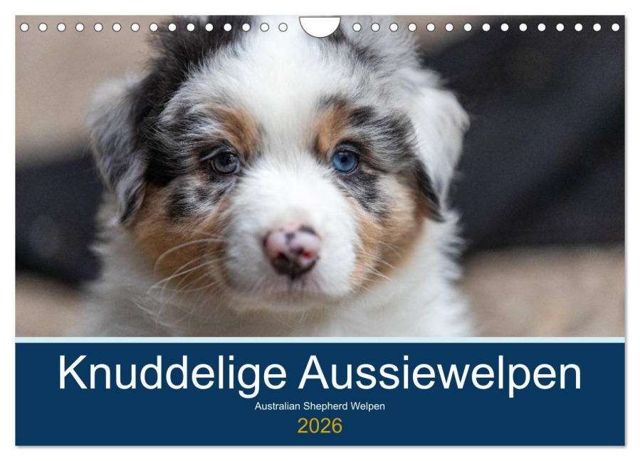 Australian Shepherd Welpen 2026 (Wandkalender 2026 DIN A4 quer), CALVENDO Monatskalender - Annett Mirsberger www. annettmirsberger. de