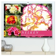 Cover-Bild zum Titel 'Nelken. Die Rückkehr der vergessenen Schönheiten (hochwertiger Premium Wandkalender 2026 DIN A2 quer), Kunstdruck in Hochglanz' von 'Rose Hurley'