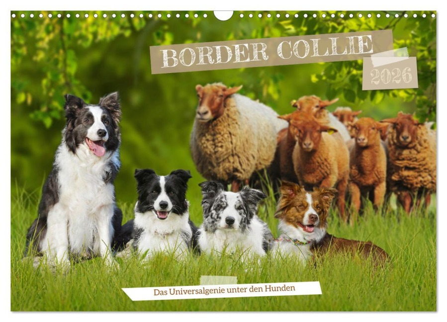 Border Collie - Das Universalgenie unter den Hunden (Wandkalender 2026 DIN A3 quer), CALVENDO Monatskalender - Sigrid Starick