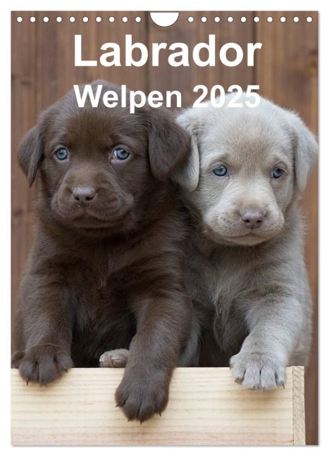 Labrador Welpen (Wandkalender 2025 DIN A4 hoch), CALVENDO Monatskalender - Heidi Bollich