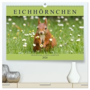 Eichhörnchen im Königlichen Garten (hochwertiger Premium Wandkalender 2026 DIN A2 quer), Kunstdruck in Hochglanz - Margret Brackhan
