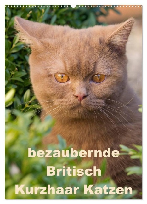 bezaubernde Britisch Kurzhaar Katzen (Wandkalender 2027 DIN A2 hoch), CALVENDO Monatskalender - Fotodesign Verena Scholze