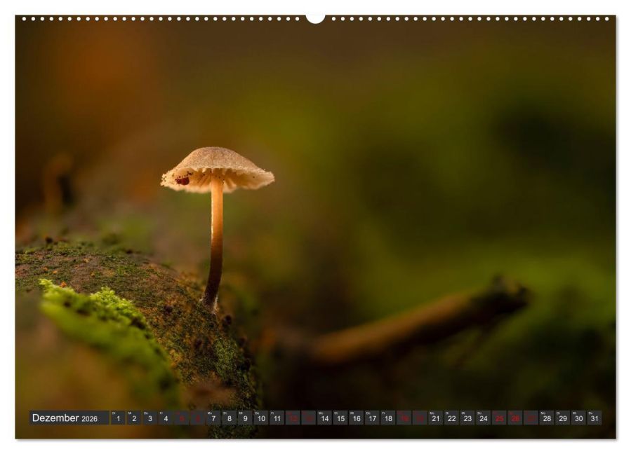 InsideView 4
