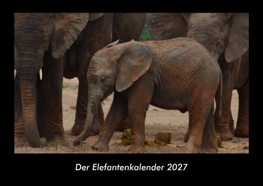 Der Elefantenkalender 2027 Fotokalender DIN A3 - Tobias Becker
