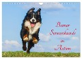 Berner Sennenhunde in Action (Wandkalender 2025 DIN A4 quer), CALVENDO Monatskalender - Sigrid Starick