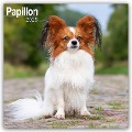 Papillon 2025 - 16-Monatskalender - Avonside Publishing Ltd