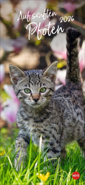 Katzen slim - Auf sanften Pfoten Kalender 2026 - 