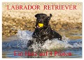Labrador Retriever - ein Herz auf 4 Pfoten (Tischkalender 2024 DIN A5 quer), CALVENDO Monatskalender - 