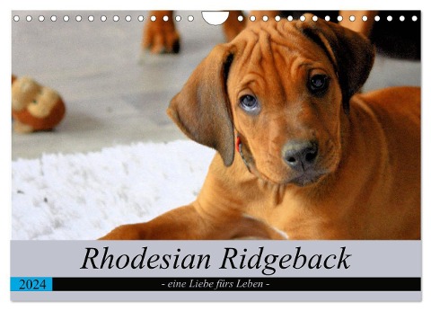 Rhodesian Ridgeback - eine Liebe fürs Leben (Wandkalender 2024 DIN A4 quer), CALVENDO Monatskalender - Dagmar Behrens