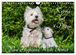 Kobold auf 4 Pfoten - West Highland White Terrier (Wandkalender 2026 DIN A4 quer), CALVENDO Monatskalender - Sigrid Starick