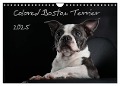Colored Boston Terrier 2025 (Wandkalender 2025 DIN A4 quer), CALVENDO Monatskalender - Nicola Kassat Fotografie
