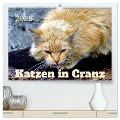 Katzen in Cranz (hochwertiger Premium Wandkalender 2025 DIN A2 quer), Kunstdruck in Hochglanz - Henning von Löwis of Menar