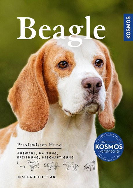 Beagle - Ursula Christian