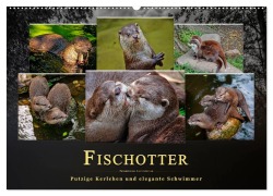 Fischotter - putzige Kerlchen und elegante Schwimmer (Wandkalender 2026 DIN A2 quer), CALVENDO Monatskalender - Peter Roder