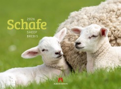 Schafe Kalender 2026 - 