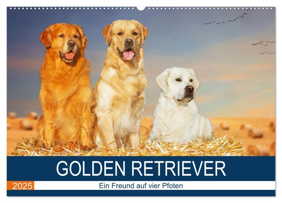 Golden Retriever - Ein Freund auf vier Pfoten (Wandkalender 2025 DIN A2 quer), CALVENDO Monatskalender - Sigrid Starick