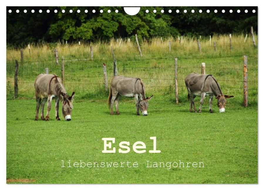 Esel - liebenswerte Langohren (Wandkalender 2027 DIN A4 quer), CALVENDO Monatskalender - Christine Hutterer