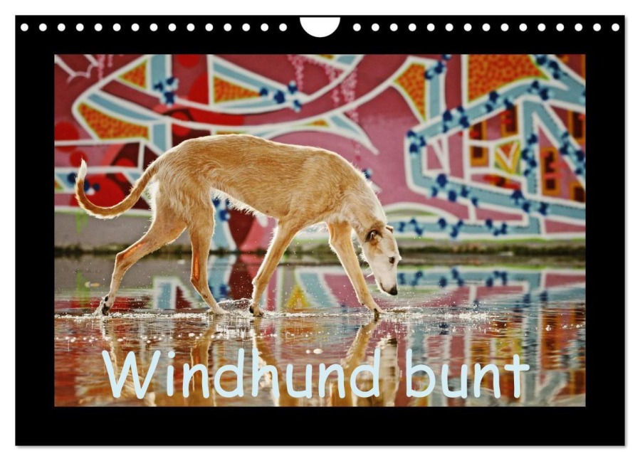 Windhund bunt (Wandkalender 2026 DIN A4 quer), CALVENDO Monatskalender - Kathrin Köntopp