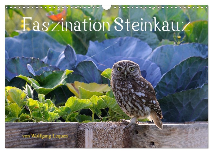 Faszination Steinkauz (Wandkalender 2026 DIN A3 quer), CALVENDO Monatskalender - Wolfgang Lequen