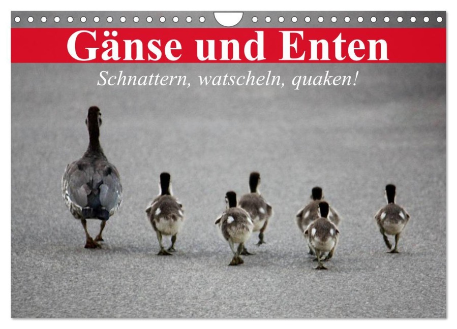 Gänse und Enten. Schnattern, watscheln, quaken! (Wandkalender 2026 DIN A4 quer), CALVENDO Monatskalender - Elisabeth Stanzer