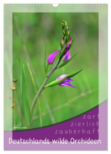 Deutschlands wilde Orchideen (Wandkalender 2026 DIN A3 hoch), CALVENDO Monatskalender - Sabine Löwer