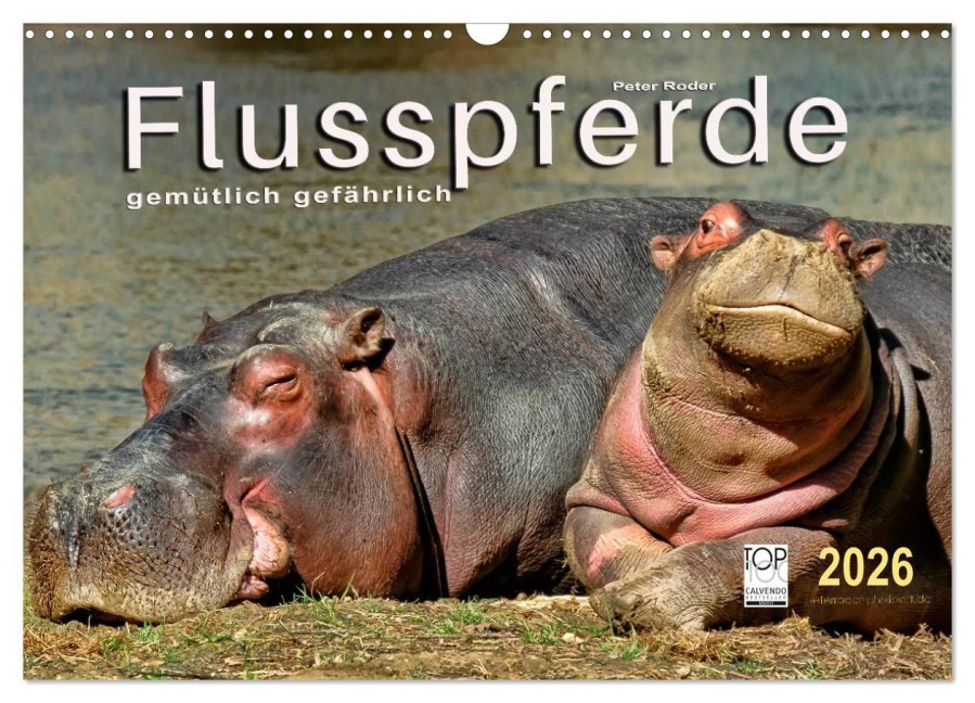 Flusspferde - gemütlich gefährlich (Wandkalender 2026 DIN A3 quer), CALVENDO Monatskalender - Peter Roder