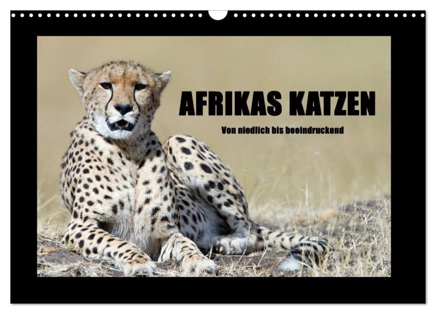 Afrikas Katzen (Wandkalender 2026 DIN A3 quer), CALVENDO Monatskalender - Angelika Stern