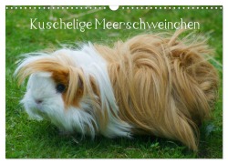 Cover-Bild zum Titel 'Kuschelige Meerschweinchen (Wandkalender 2026 DIN A3 quer), CALVENDO Monatskalender' von 'Kattobello Kattobello'