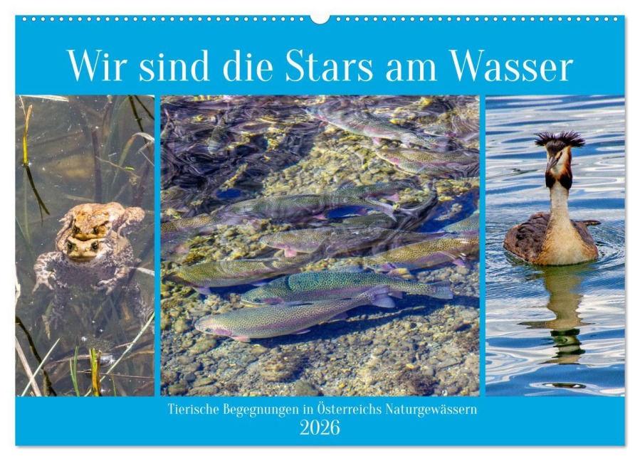 Wir sind die Stars am Wasser (Wandkalender 2026 DIN A2 quer), CALVENDO Monatskalender - Christa Kramer