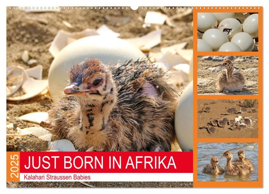 JUST BORN IN AFRIKA Kalahari Straussen Babies (Wandkalender 2025 DIN A2 quer), CALVENDO Monatskalender - Barbara Fraatz