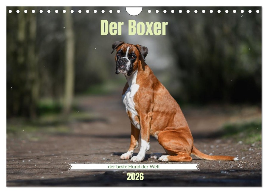 Der Boxer, der beste Hund der Welt (Wandkalender 2026 DIN A4 quer), CALVENDO Monatskalender - Yvonne Janetzek