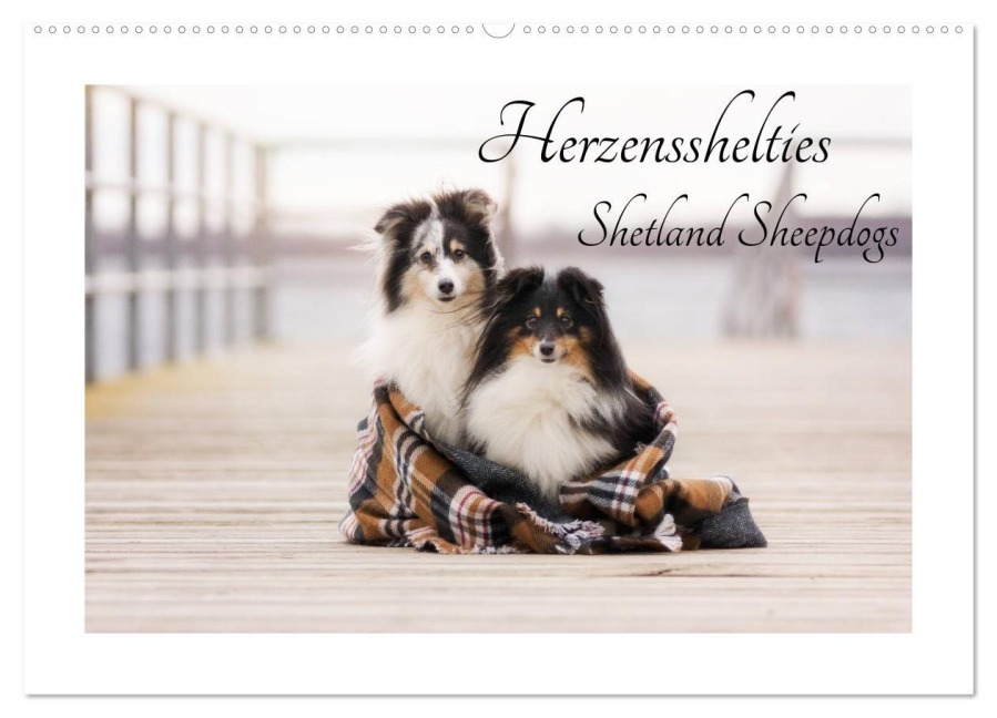 Herzensshelties - Shetland Sheepdogs (Wandkalender 2026 DIN A2 quer), CALVENDO Monatskalender - Madlen Kudla