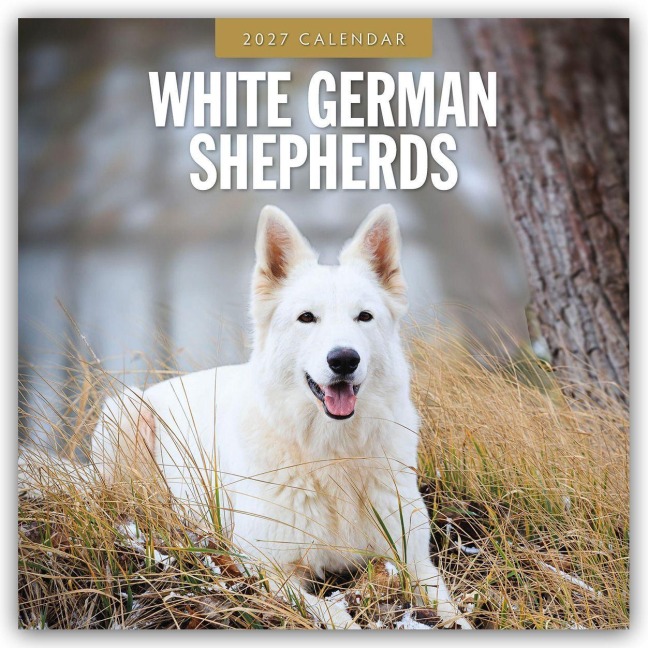 White German Shepherds - Weißer Deutscher Schäferhund 2027 - 16-Monatskalender - Robin Red
