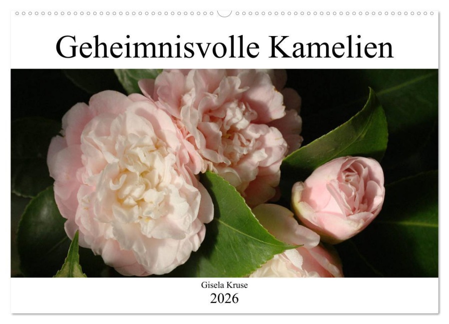 Geheimnisvolle Kamelien (Wandkalender 2026 DIN A2 quer), CALVENDO Monatskalender - Gisela Kruse