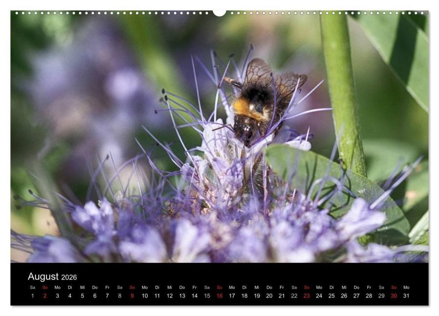 InsideView 12