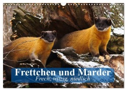 Frettchen und Marder. Frech, witzig, niedlich (Wandkalender 2025 DIN A3 quer), CALVENDO Monatskalender - Elisabeth Stanzer